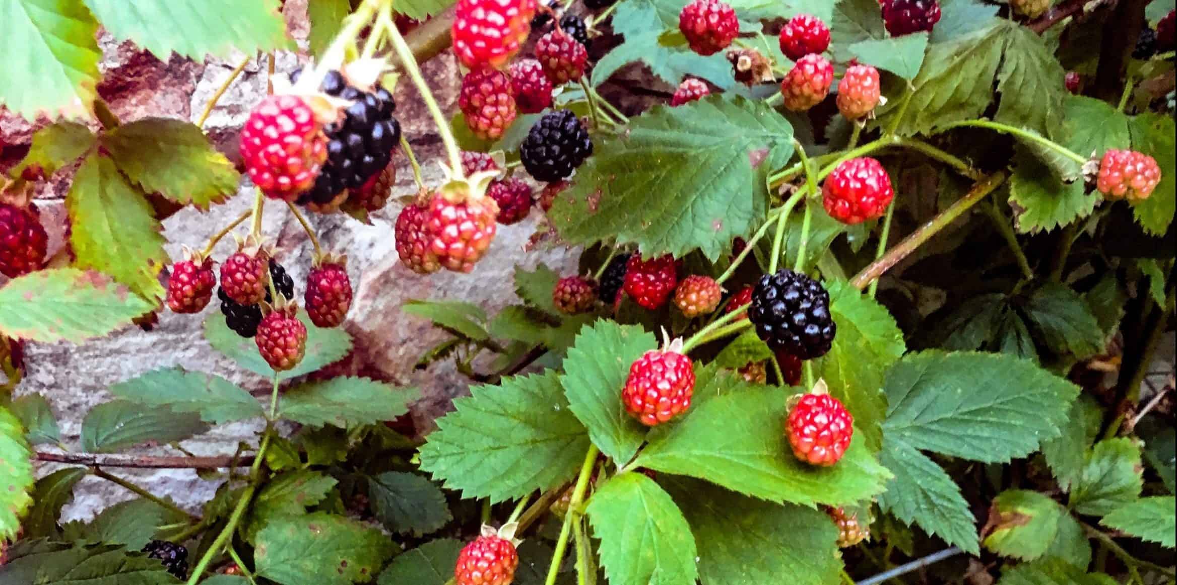 blackberry prime ark freedom