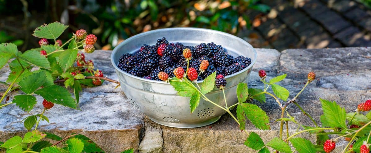 Galvanized colander full of Southern Living blackberries sitting on stone wall