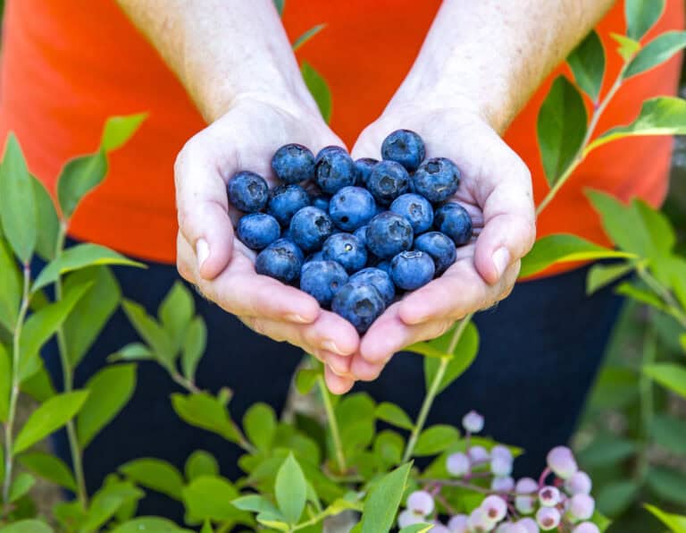 Blueberry DownHome Harvest® Bless Your Heart® image