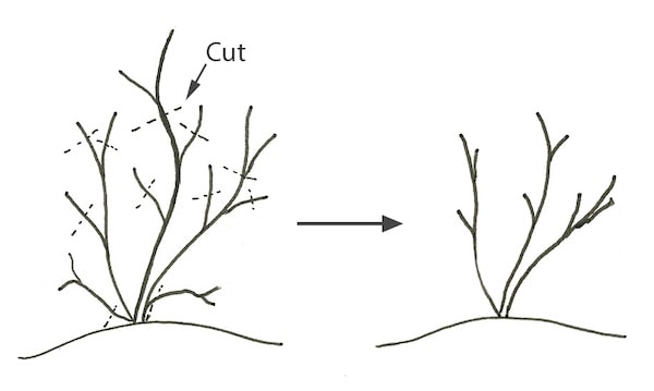Blueberry Pruning