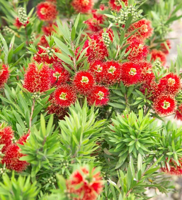 Close-up of a bottlebrush plant with clusters of bright red flowers surrounded by vibrant green foliage.