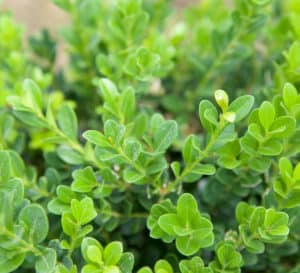 Baby Gem Boxwoods