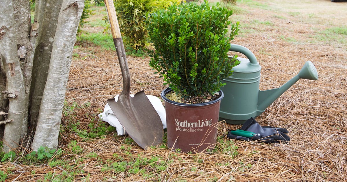 Southern Living baby gem boxwood care