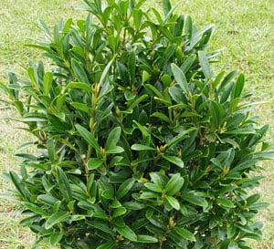 Lucky Charm has a compact, rounded habit with small, dark green, elongated foliage
