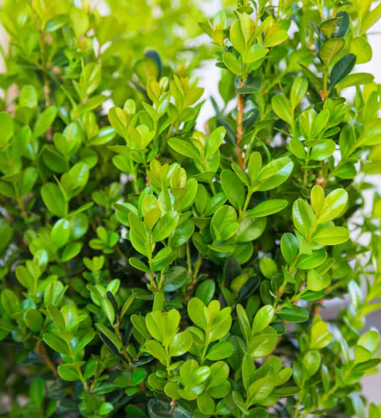 Close-up of lush green boxwood leaves on multiple branches in natural light.