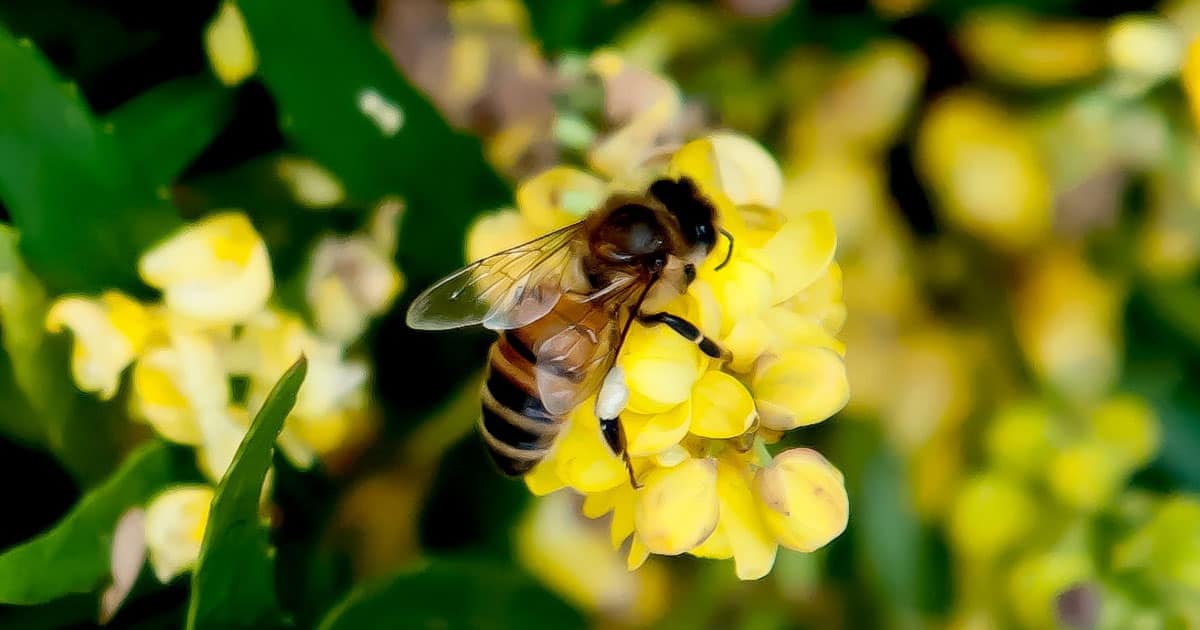 Bee on soft caress mahonia yellow bloom