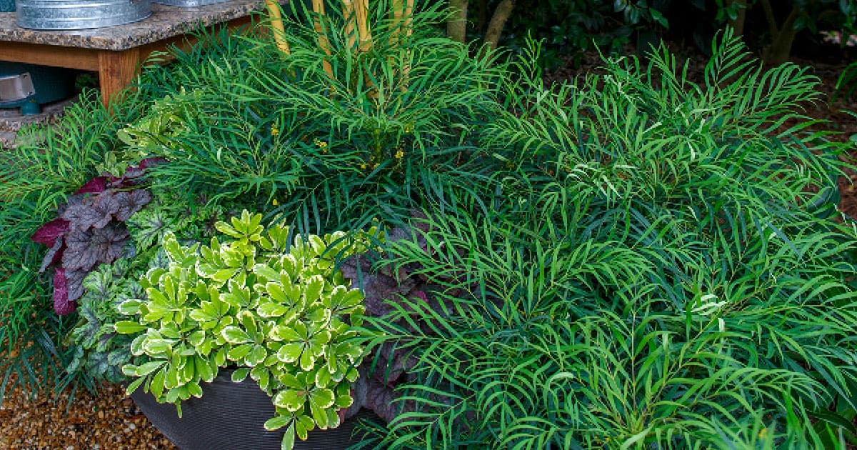 Soft Caress Mahonia garden bed accented with tiki torches and Mojo Pittosproum