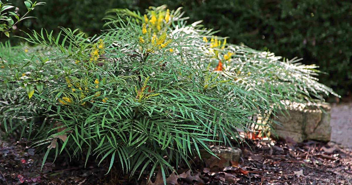 Soft Caress Mahonia with emerald green leaves and bright-yellow flowers