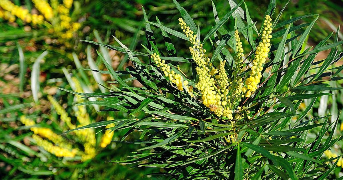 Hands placing dirt in tin container