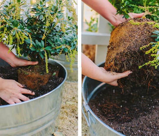 Bring on the Blooms 7