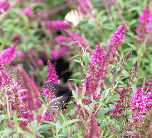 This unique new Buddleia is a vertical growing butterfly magnet. A tower of magenta blooms in summer