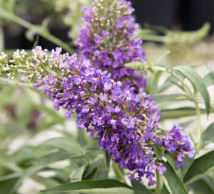 Ultra Violet Buddleia blooms in medium purple sit atop sage green foliage