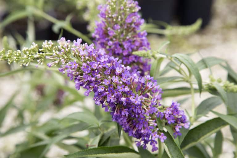 Ultra Violet Buddleia blooms in medium purple sit atop sage green foliage