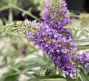 Ultra Violet Buddlei, light purple flowers