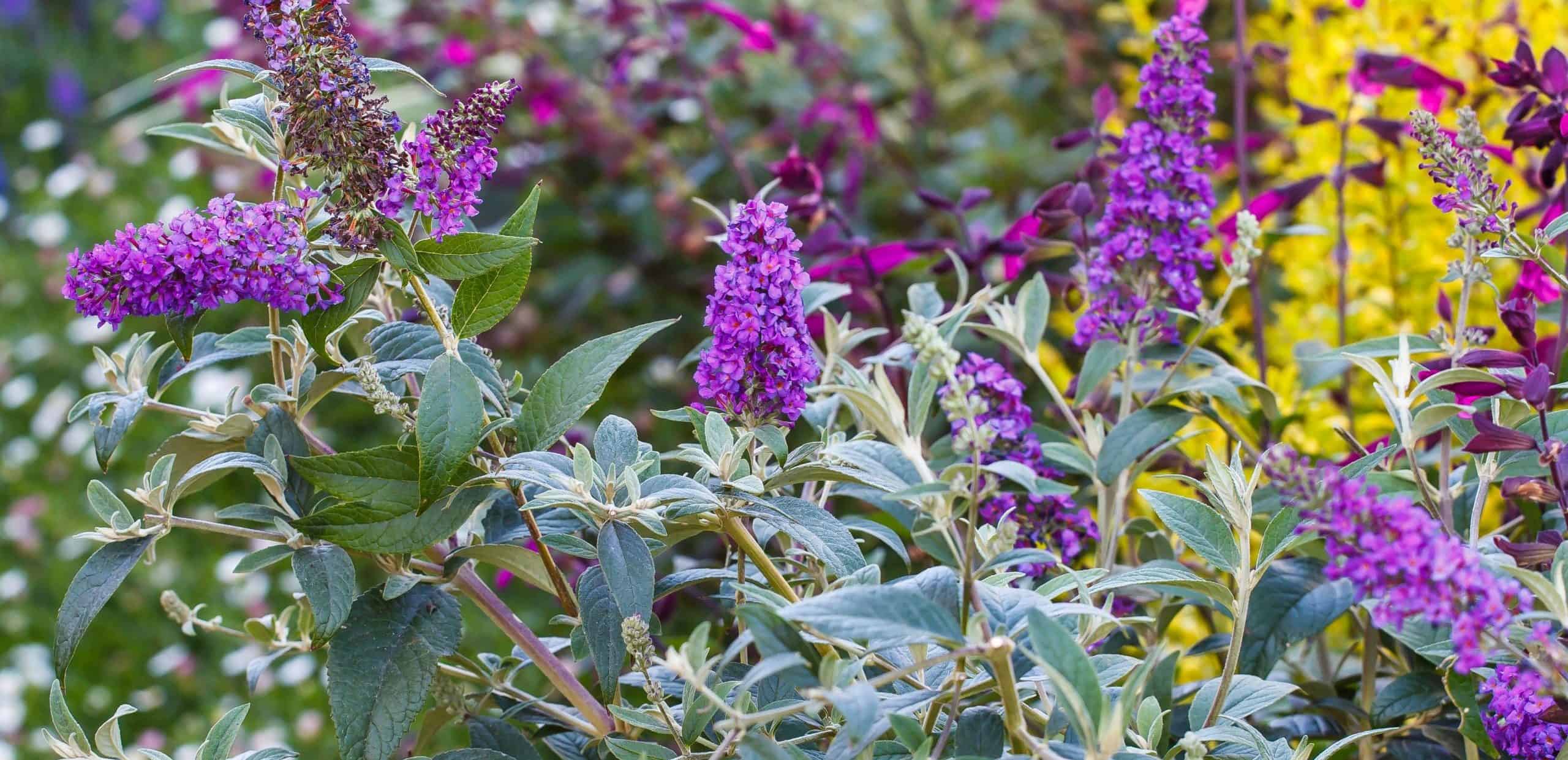 buddleia ultra violet