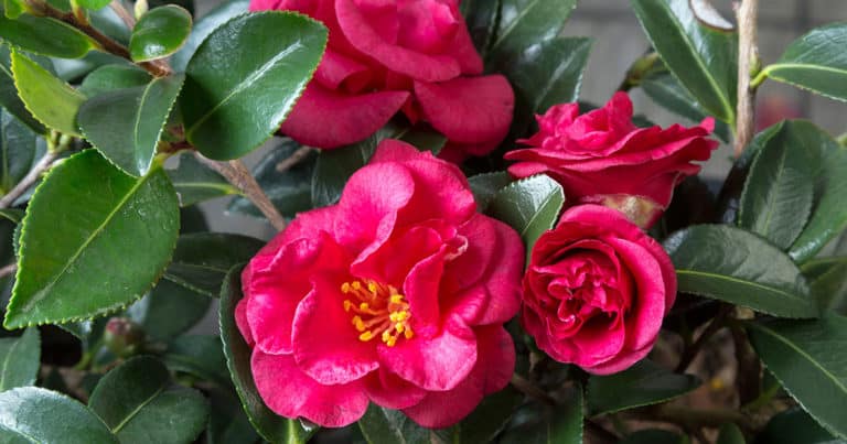 Close-up on informal double red blooms with yellow centers of Bella Rouge Camellia