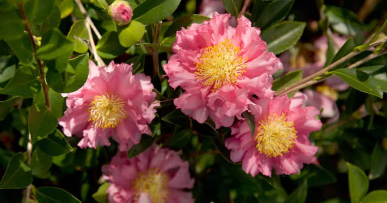 Bright pink highly ruffled petals with large yellow centers of Carpet October Magic Camellia