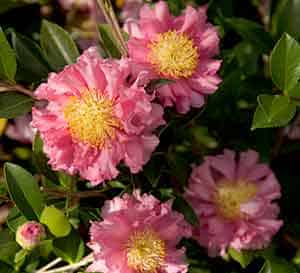 Bright pink highly ruffled petals with large yellow centers of Carpet October Magic Camellia