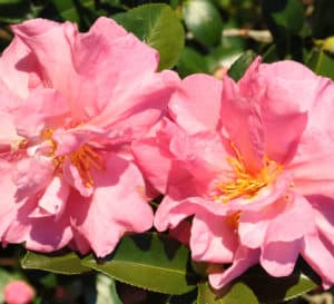 Pink ruffled bloom close-up on Jessica's Ruffles Camellia