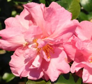 Pink ruffled bloom close-up on Jessica's Ruffles Camellia