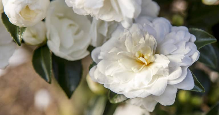 Petite informal white Bride October Magic Camellia