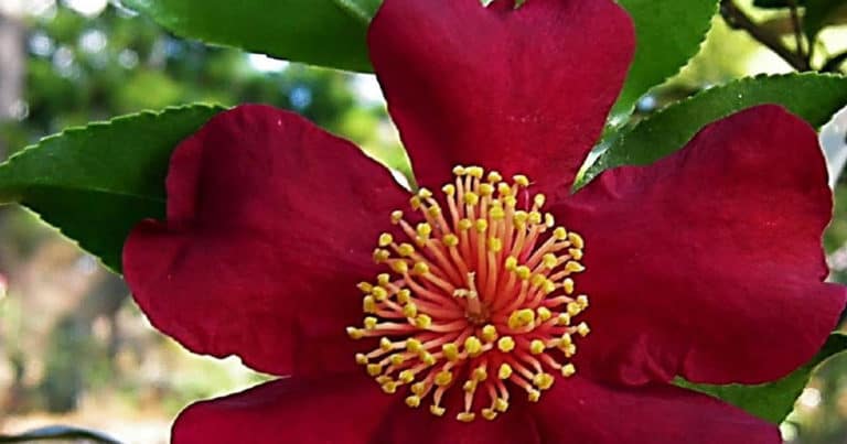 Large single red blooms with yellow centers of Crimson N Clover Camellia