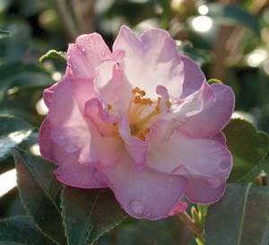 Soft pink informal Camellia bloom with yellow center and pink margins on the petals; Inspiration October Magic Camellia