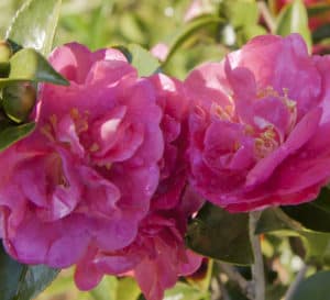 October Magic Rose, deep fushia pink with yellow centers