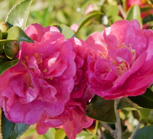 October Magic Rose, deep fushia pink with yellow centers