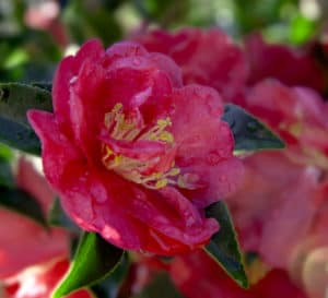 October Magic Rose, deep fushia pink with yellow centers