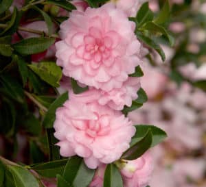 Light pink petite layered formal blooms of Pink Perplexion October Magic Camellia