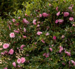 Light pink petite layered formal blooms of Pink Perplexion October Magic Camellia