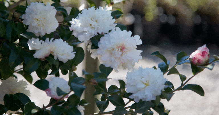 Blooming Camellia shrub loaded with ruffled white formal blooms