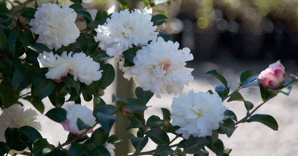 Blooming Camellia shrub loaded with ruffled white formal blooms