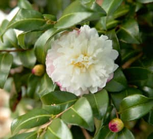 October Magic Camellia Snow, white flower with light pink trimmed ruffled edges
