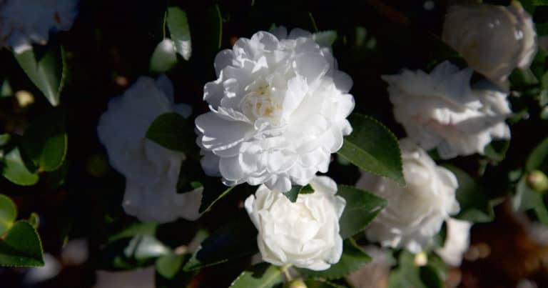 October Magic White Shi-Shi Camellia from Southern Living
