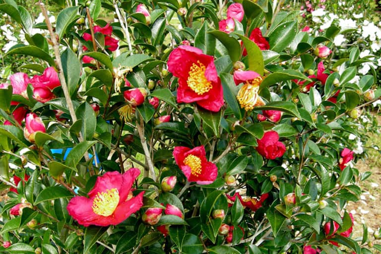 Blooming Yuletide Camellia shrub shows red single blooms with large yellow centers