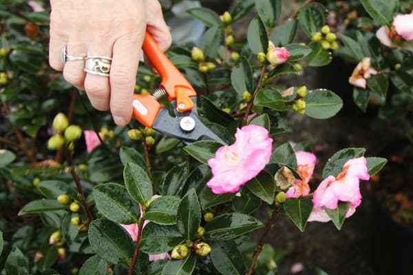 Camellias in Mason Jars Step 1