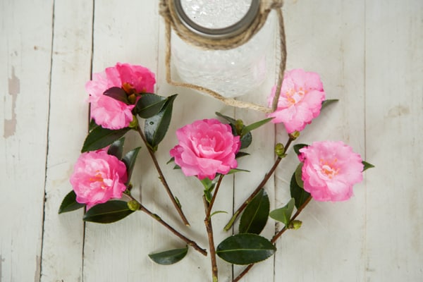Camellias in Mason Jars Step 5