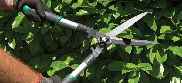 Care for the Summer Garden 3