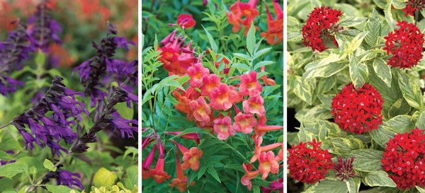 Care for the Summer Garden 4