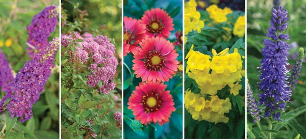 Care for the Summer Garden 5