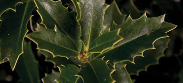 Care for the Summer Garden 6