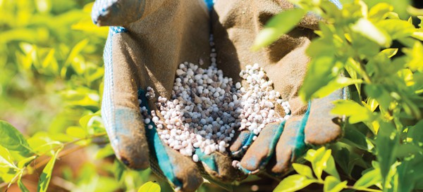 Care for the Summer Garden 7