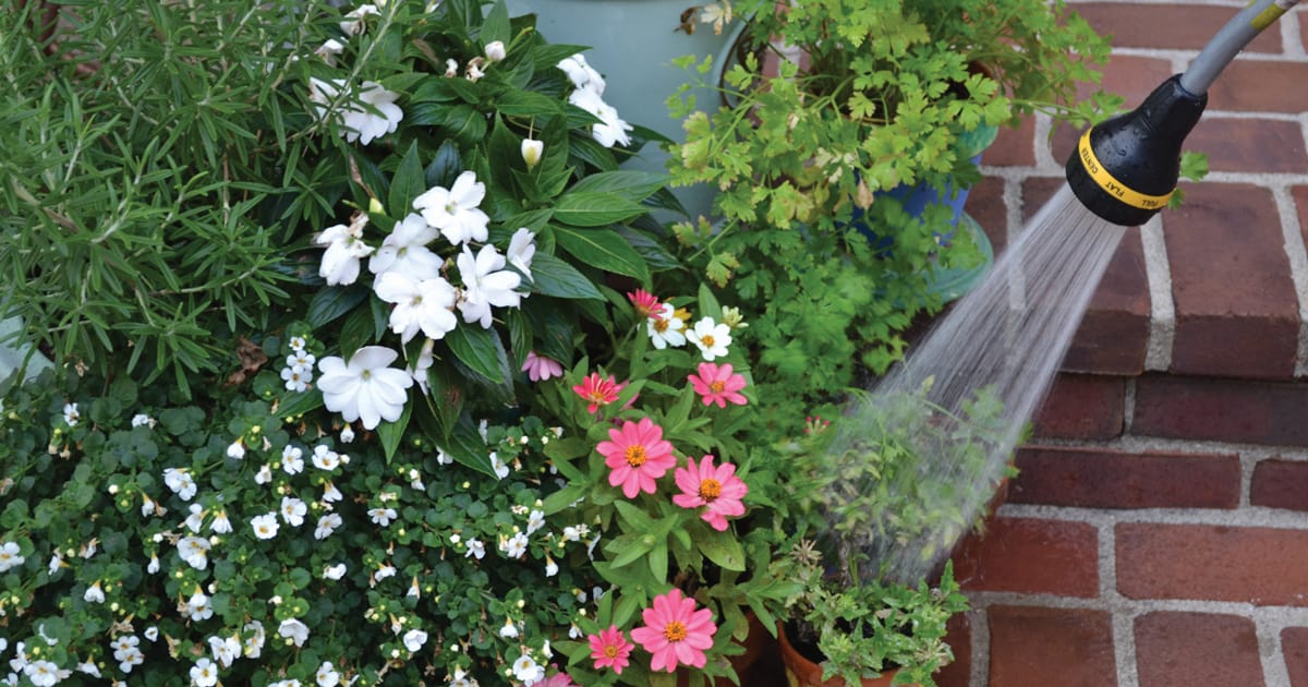 Perennials on a smooth brick patio being watered with a shower from a garden hose