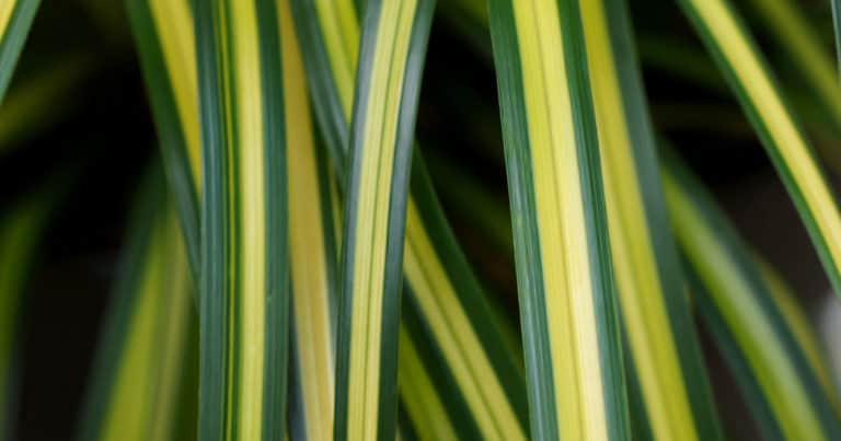 Close-up on Eversheen Carex grass-like variegated green and yellow foliage