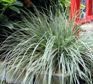 EverColor Carex Everest