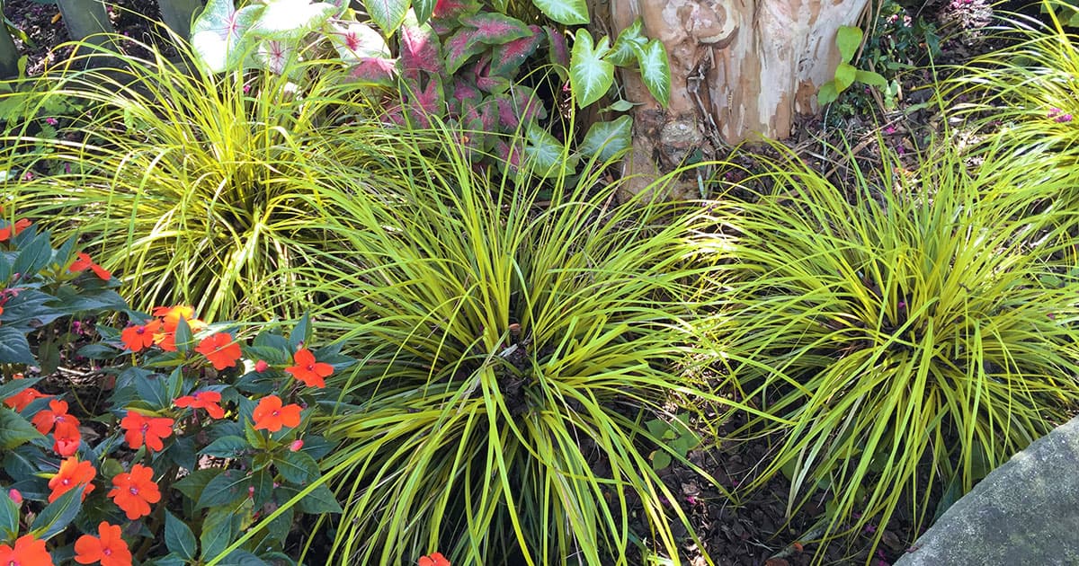 Graceful chartreuse green foliage of Everillo EverColor Carex (ornamental grass)