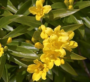 Carolina Jessamine