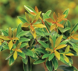 Bronze Beauty new growth red with pale green close to the stem